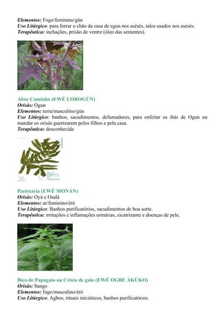 Elementos: Fogo/feminino/gùn
Uso Litúrgico: para forrar o chão da casa de egun nos asésés, talos usados nos asesés.
Terapêutica: inchações, prisão de ventre (óleo das sementes).




Abre Caminho (EWÉ LOROGÚN)
Orisás: Ogun
Elementos: terra/masculino/gùn
Uso Litúrgico: banhos, sacudimentos, defumadores, para enfeitar os ibás de Ogun ou
mandar os orisás guerrearem pelos filhos e pela casa.
Terapêutica: desconhecida




Parietária (EWÉ MONÁN)
Orisás: Oyá e Osalá
Elementos: ar/feminino/èrò
Uso Litúrgico: Banhos purificatórios, sacudimentos de boa sorte.
Terapêutica: irritações e inflamações urinárias, cicatrizante e doenças de pele.




Bico de Papagaio ou Crista de galo (EWÉ OGBE ÀKÙKO)
Orisás: Sango
Elementos: fogo/masculino/èrò
Uso Litúrgico: Agbos, rituais iniciáticos, banhos purificatórios.
 