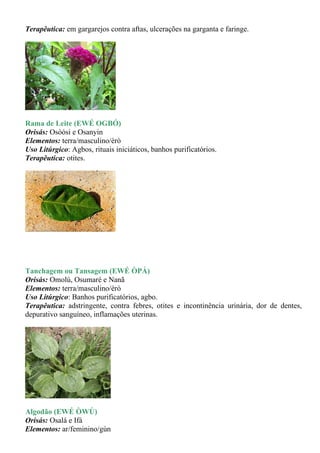 Terapêutica: em gargarejos contra aftas, ulcerações na garganta e faringe.




Rama de Leite (EWÉ OGBÓ)
Orisás: Osòósi e Osanyin
Elementos: terra/masculino/èrò
Uso Litúrgico: Agbos, rituais iniciáticos, banhos purificatórios.
Terapêutica: otites.




Tanchagem ou Tansagem (EWÉ ÒPÁ)
Orisás: Omolú, Osumaré e Nanã
Elementos: terra/masculino/èrò
Uso Litúrgico: Banhos purificatórios, agbo.
Terapêutica: adstringente, contra febres, otites e incontinência urinária, dor de dentes,
depurativo sanguíneo, inflamações uterinas.




Algodão (EWÉ ÒWÚ)
Orisás: Osalá e Ifá
Elementos: ar/feminino/gùn
 