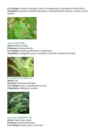 Uso Litúrgico: rituais de iniciação, cobrir os assentamentos e oferendas de Osalá (fruto)
Terapêutica: desordens menstruais/pós-parto, inflamações/dores uterinas, estimulo ao leite
materno.




Alecrim (EWÉRÉ)
Orisás: Osòósi e Osalá
Elementos: ar/masculino/èrò
Uso Litúrgico: banhos purificatórios e defumações.
Terapêutica: má digestão, gases, reumatismo, encefalia e tempero de comida.




Corredeira (FALÁKALÁ)
Orixás: Esú
Elementos: fogo/masculino/gùn
Uso Litúrgico: atins e assentamentos de Esú.
Terapêutica: inflamações oculares.




Fruta Pão (GBÈRÈFÚTÚ)
Orixás: Iroko, Oyá e Osalá
Elementos: fogo/feminino/gùn
Uso Litúrgico: afastar egun e “tirar mão”
 