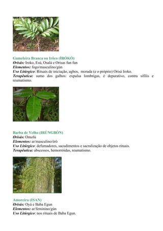 Gameleira Branca ou Irôco (ÌRÓKÒ)
Orisás: Iroko, Esú, Osalá e Orisas fun fun
Elementos: fogo/masculino/gùn
Uso Litúrgico: Rituais de iniciação, agbos, morada (e o próprio) Orisá Iroko.
Terapêutica: sumo dos galhos: expulsa lombrigas, é depurativo, contra sífilis e
reumatismo.




Barba de Velho (IRÙNGBÒN)
Orisás: Omolú
Elementos: ar/masculino/èrò
Uso Litúrgico: defumadores, sacudimentos e sacralização de objetos rituais.
Terapêutica: abscessos, hemorróidas, reumatismo.




Amoreira (ISAN)
Orisás: Oyá e Baba Egun
Elementos: ar/feminino/gùn
Uso Litúrgico: nos rituais de Baba Egun.
 