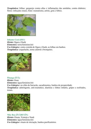 Terapêutica: folhas: gargarejo contra aftas e inflamações das amídalas, contra diabetes;
flores: infecções renais; fruto: reumatismo, artrite, gota e febres.




Inhame Cará (ISU)
Orisás: Ogun e Osalá
Elementos: terra/feminino/èrò
Uso Litúrgico: como comida de Ogun e Osalá, as folhas em banhos.
Terapêutica: coqueluche, asma catarral e bronquites.




Pitanga (ÍTÀ)
Orisás: Osun
Elementos: água/feminino/èrò
Uso Litúrgico: no chão do barracão, sacudimentos, banhos de prosperidade.
Terapêutica: adstringente, anti-reumático, diarréias e febres infantis, gripes e resfriados,
tosses.




Mãe Boa (ÌYÁBEYÍN)
Orixás: Oxum, Yemoja e Nanã
Elementos: água/feminino/èrò
Uso Litúrgico: rituais de iniciação, banhos purificatórios.
 