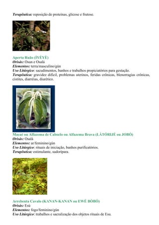 Terapêutica: reposição de proteínas, glicose e frutose.




Aperta Ruão (ÌYÈYÈ)
Orisás: Osun e Osalá
Elementos: terra/masculino/gùn
Uso Litúrgico: sacudimentos, banhos e trabalhos propiciatórios para gestação.
Terapêutica: gravidez difícil, problemas uterinos, feridas crônicas, blenorragias crônicas,
cistites, diarréias, diurético.




Macaé ou Alfazema de Caboclo ou Alfazema Brava (LÀTÓRIJÉ ou JOBÓ)
Orisás: Osalá
Elementos: ar/feminino/gùn
Uso Litúrgico: rituais de iniciação, banhos purificatórios.
Terapêutica: estimulante, sudorípara.




Arrebenta Cavalo (KANAN-KANAN ou EWÉ BÒBÓ)
Orisás: Esú
Elementos: fogo/feminino/gùn
Uso Litúrgico: trabalhos e sacralização dos objetos rituais de Esu.
 