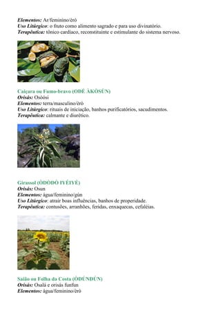 Elementos: Ar/feminino/èrò
Uso Litúrgico: o fruto como alimento sagrado e para uso divinatório.
Terapêutica: tônico cardíaco, reconstituinte e estimulante do sistema nervoso.




Caiçara ou Fumo-bravo (ODÉ ÀKÒSÙN)
Orisás: Osòósi
Elementos: terra/masculino/èrò
Uso Litúrgico: rituais de iniciação, banhos purificatórios, sacudimentos.
Terapêutica: calmante e diurético.




Girassol (ÒDÒDÒ IYÉIYÉ)
Orisás: Osun
Elementos: água/feminino/gùn
Uso Litúrgico: atrair boas influências, banhos de properidade.
Terapêutica: contusões, arranhões, feridas, enxaquecas, cefaléias.




Saião ou Folha da Costa (ÒDÚNDÚN)
Orisás: Osalá e orisás funfun
Elementos: água/feminino/èrò
 