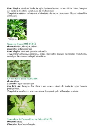 Uso Litúrgico: rituais de iniciação, agbo, banhos diversos, em sacrifícios rituais, lavagem
dos cawris e dos olhos, sacralização de objetos rituais.
Terapêutica: doenças pulmonares, alivia dores e inchaços, cicatrizante, úlceras e distúrbios
estomacais.




Guapo ou Guaco (ÒJÈ DÚDÚ)
Orisás: Osòóssi, Ossanyin e Osalá
Elementos: ar/feminino/gùn
Uso Litúrgico: banhos de proteção e de saúde.
Terapêutica: calmante, cicatrizante, gripes e resfriados, doenças pulmonares, reumatismo,
nevralgias. Deve ser evitado pelos cardíacos.




Erva de Santa Luzia (OJÚORÓ)
Orisás: Osun
Elementos: água/feminino/èrò
Uso Litúrgico: lavagem dos olhos e dos cawris, rituais de iniciação, agbo, banhos
purificatórios..
Terapêutica: amadurecer abscessos, asma, doenças de pele, inflamações oculares.




Samambaia de Poço ou Pente de Cobra (ÒMUN)
Orisás: Osumaré
Elementos: água/masculino/gùn
 