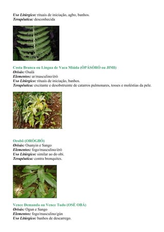 Uso Litúrgico: rituais de iniciação, agbo, banhos.
Terapêutica: desconhecida




Costa Branca ou Língua de Vaca Miúda (ÒPÁSÓRÓ ou JIMI)
Orisás: Osalá
Elementos: ar/masculino/èrò
Uso Litúrgico: rituais de iniciação, banhos.
Terapêutica: excitante e desobstruinte de catarros pulmonares, tosses e moléstias da pele.




                               .


Orobô (ORÓGBÓ)
Orisás: Osanyin e Sango
Elementos: fogo/masculino/èrò
Uso Litúrgico: similar ao do obi.
Terapêutica: contra bronquites.




Vence Demanda ou Vence Tudo (OSÈ OBÁ)
Orisás: Ogun e Sango
Elementos: fogo/masculino/gùn
Uso Litúrgico: banhos de descarrego.
 