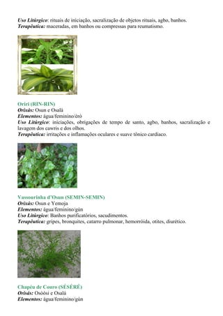 Uso Litúrgico: rituais de iniciação, sacralização de objetos rituais, agbo, banhos.
Terapêutica: maceradas, em banhos ou compressas para reumatismo.




Oriri (RIN-RIN)
Orixás: Osun e Osalá
Elementos: água/feminino/èrò
Uso Litúrgico: iniciações, obrigações de tempo de santo, agbo, banhos, sacralização e
lavagem dos cawris e dos olhos.
Terapêutica: irritações e inflamações oculares e suave tônico cardíaco.




Vassourinha d’Osun (SEMIN-SEMIN)
Orixás: Osun e Yemoja
Elementos: água/feminino/gùn
Uso Litúrgico: Banhos purificatórios, sacudimentos.
Terapêutica: gripes, bronquites, catarro pulmonar, hemorróida, otites, diurético.




Chapéu de Couro (SÉSÉRÉ)
Orisás: Osòósi e Osalá
Elementos: água/feminino/gùn
 