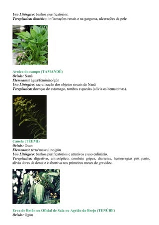Uso Litúrgico: banhos purificatórios.
Terapêutica: diurético, inflamações renais e na garganta, ulcerações de pele.




Arnica do campo (TAMANDÉ)
Orisás: Nanã
Elementos: água/feminino/gùn
Uso Litúrgico: sacralização dos objetos riruais de Nanã
Terapêutica: doenças de estomago, tombos e quedas (alivia os hematomas).




Canela (TÉEMI)
Orisás: Osun
Elementos: terra/masculino/gùn
Uso Litúrgico: banhos purificatórios e atrativos e uso culinário.
Terapêutica: digestivo, antisséptico, combate gripes, diarréias, hemorragias pós parto,
alivia dores de dente e é abortiva nos primeiros meses de gravidez.




Erva de Botão ou Oficial de Sala ou Agrião do Brejo (TENÚBE)
Orisás: Ogun
 