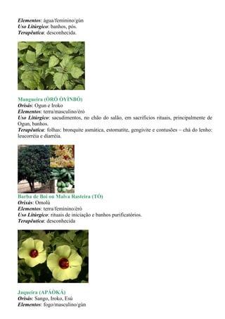 Elementos: água/feminino/gùn
Uso Litúrgico: banhos, pós.
Terapêutica: desconhecida.




Mangueira (ÒRÓ ÒYÌNBÓ)
Orisás: Ogun e Iroko
Elementos: terra/masculino/èrò
Uso Litúrgico: sacudimentos, no chão do salão, em sacrificios rituais, principalmente de
Ogun, banhos.
Terapêutica: folhas: bronquite asmática, estomatite, gengivite e contusões – chá do lenho:
leucorréia e diarréia.




Barba de Boi ou Malva Rasteira (TÓ)
Orixás: Omolú
Elementos: terra/feminino/èrò
Uso Litúrgico: rituais de iniciação e banhos purificatórios.
Terapêutica: desconhecida




Jaqueira (APÁÒKÁ)
Orisás: Sango, Iroko, Esú
Elementos: fogo/masculino/gùn
 