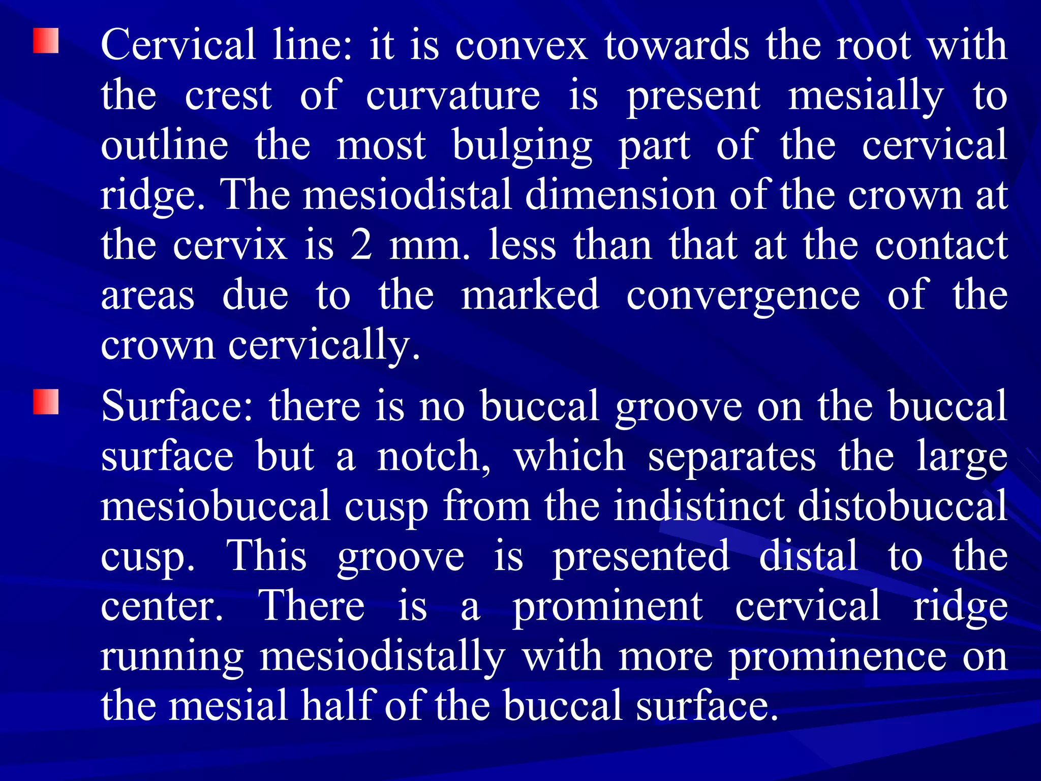 Cervical line: it is convex towards the root with
the crest of curvature is present mesially to
outline the most bulging part of the cervical
ridge. The mesiodistal dimension of the crown at
the cervix is 2 mm. less than that at the contact
areas due to the marked convergence of the
crown cervically.
Surface: there is no buccal groove on the buccal
surface but a notch, which separates the large
mesiobuccal cusp from the indistinct distobuccal
cusp. This groove is presented distal to the
center. There is a prominent cervical ridge
running mesiodistally with more prominence on
the mesial half of the buccal surface.
 