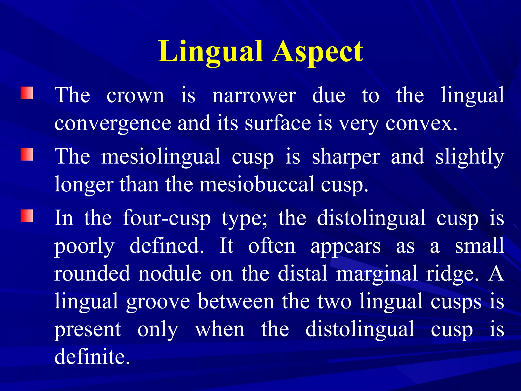 Lingual Aspect
The crown is narrower due to the lingual
convergence and its surface is very convex.
The mesiolingual cusp is sharper and slightly
longer than the mesiobuccal cusp.
In the four-cusp type; the distolingual cusp is
poorly defined. It often appears as a small
rounded nodule on the distal marginal ridge. A
lingual groove between the two lingual cusps is
present only when the distolingual cusp is
definite.
 