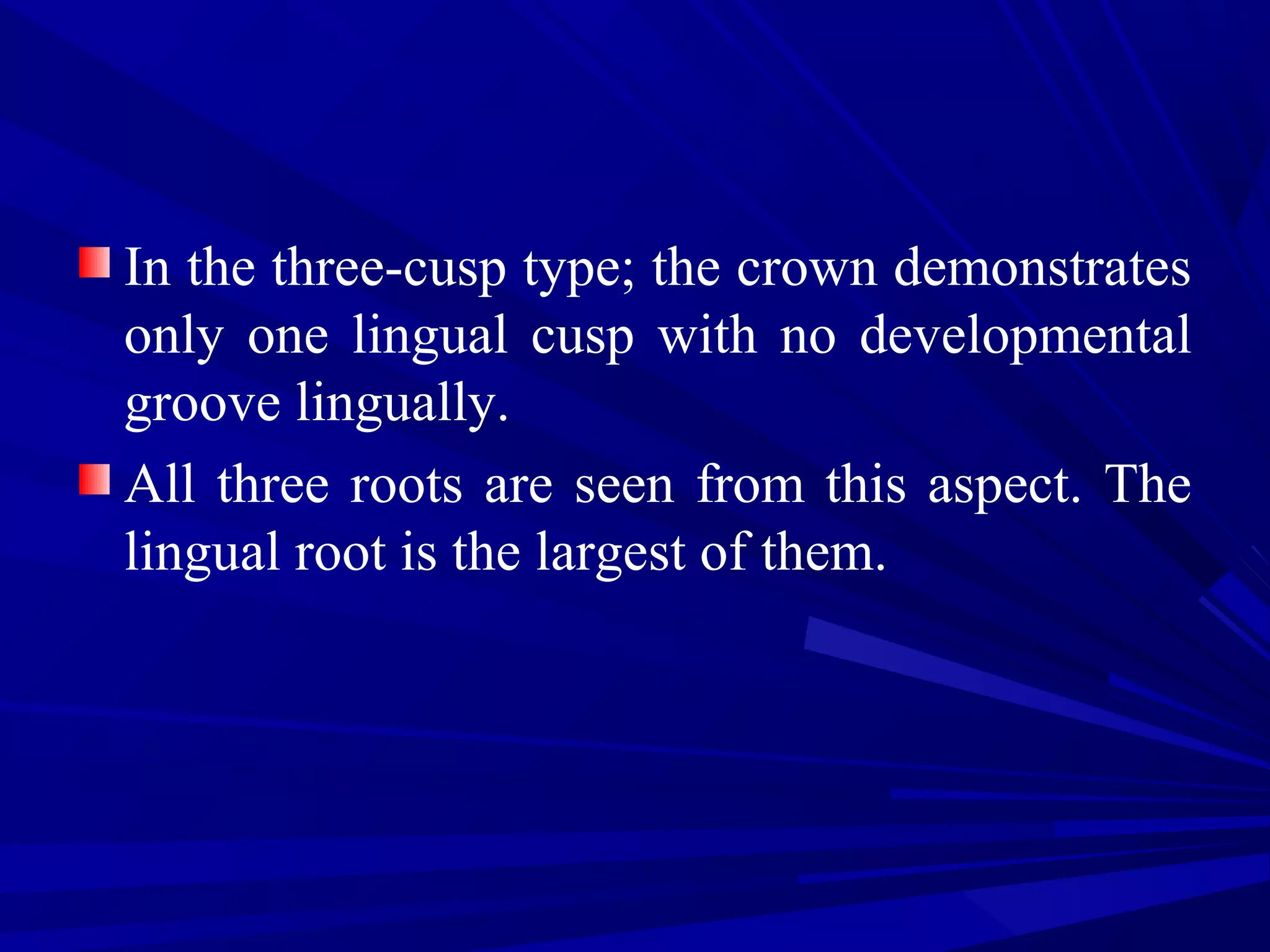 In the three-cusp type; the crown demonstrates
only one lingual cusp with no developmental
groove lingually.
All three roots are seen from this aspect. The
lingual root is the largest of them.
 