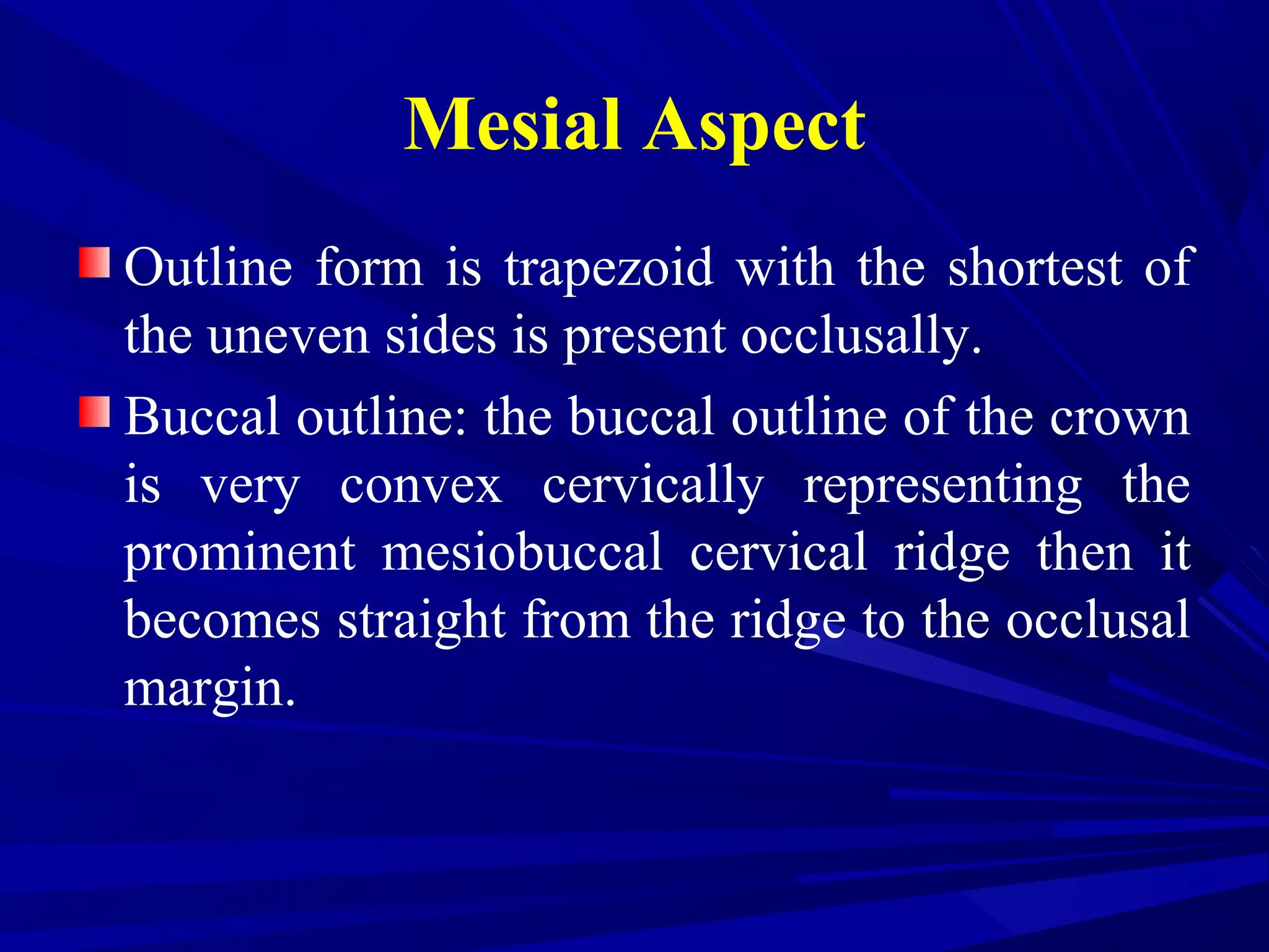 Mesial Aspect
Outline form is trapezoid with the shortest of
the uneven sides is present occlusally.
Buccal outline: the buccal outline of the crown
is very convex cervically representing the
prominent mesiobuccal cervical ridge then it
becomes straight from the ridge to the occlusal
margin.
 