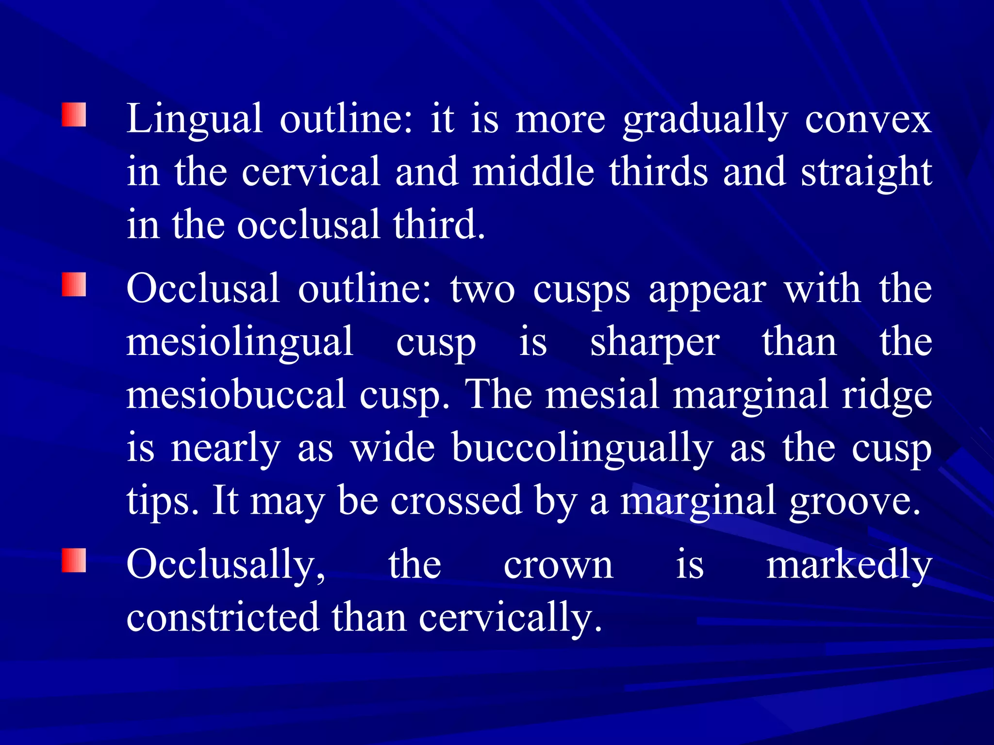 Lingual outline: it is more gradually convex
in the cervical and middle thirds and straight
in the occlusal third.
Occlusal outline: two cusps appear with the
mesiolingual cusp is sharper than the
mesiobuccal cusp. The mesial marginal ridge
is nearly as wide buccolingually as the cusp
tips. It may be crossed by a marginal groove.
Occlusally, the crown is markedly
constricted than cervically.
 