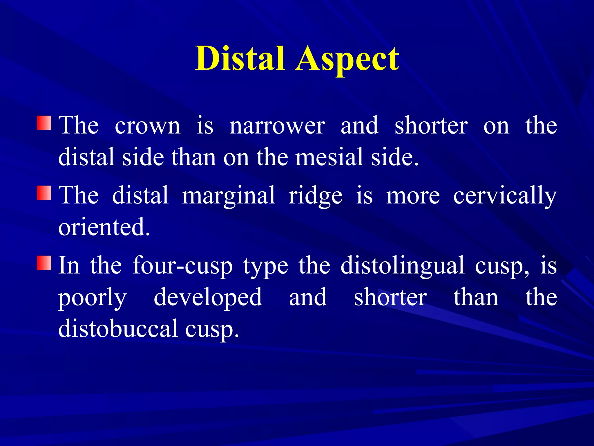 Distal Aspect
The crown is narrower and shorter on the
distal side than on the mesial side.
The distal marginal ridge is more cervically
oriented.
In the four-cusp type the distolingual cusp, is
poorly developed and shorter than the
distobuccal cusp.
 