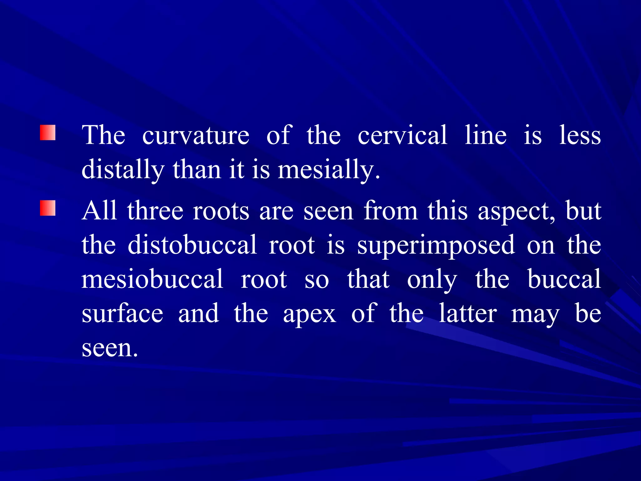 The curvature of the cervical line is less
distally than it is mesially.
All three roots are seen from this aspect, but
the distobuccal root is superimposed on the
mesiobuccal root so that only the buccal
surface and the apex of the latter may be
seen.
 