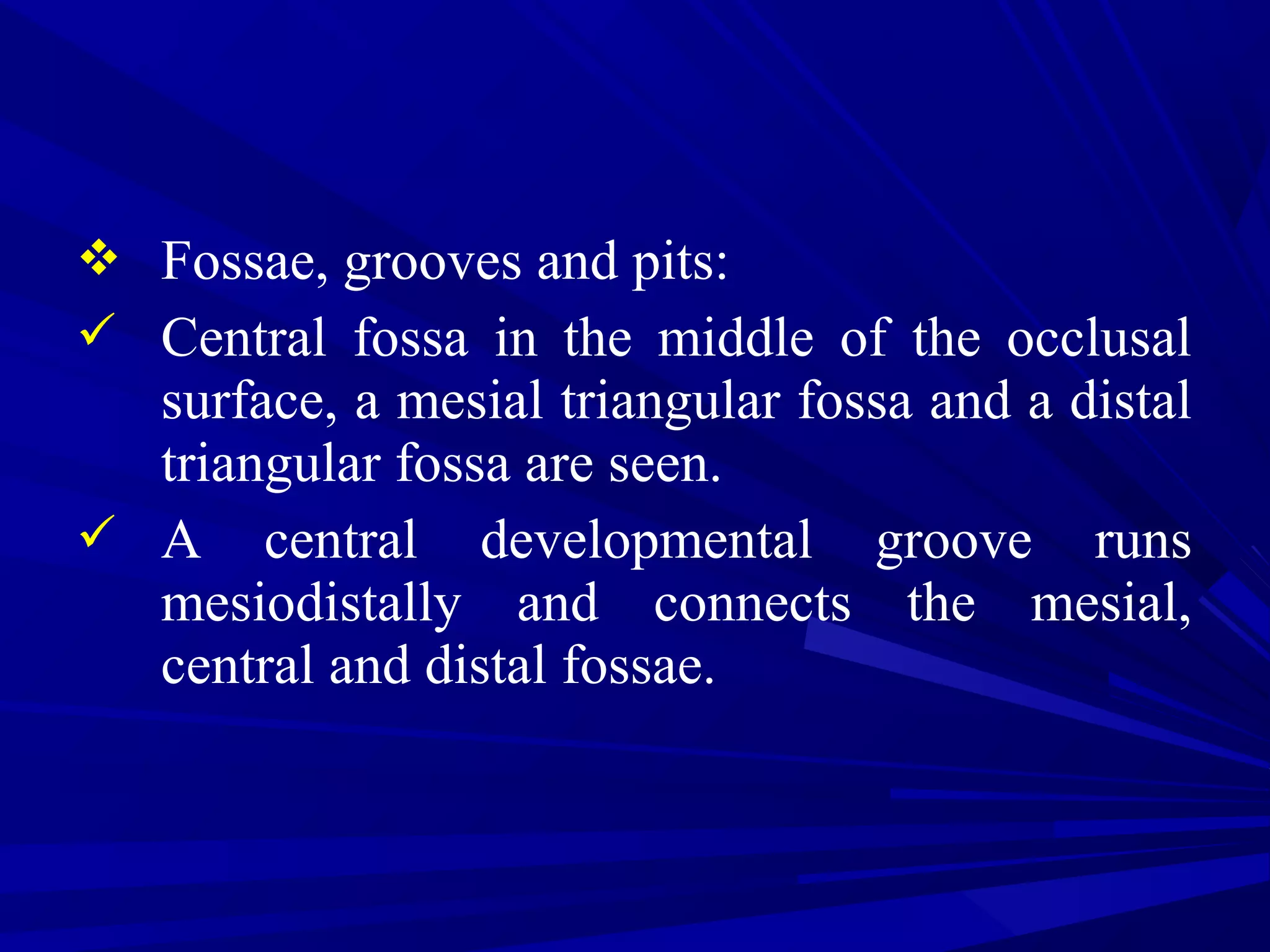  Fossae, grooves and pits:
 Central fossa in the middle of the occlusal
surface, a mesial triangular fossa and a distal
triangular fossa are seen.
 A central developmental groove runs
mesiodistally and connects the mesial,
central and distal fossae.
 