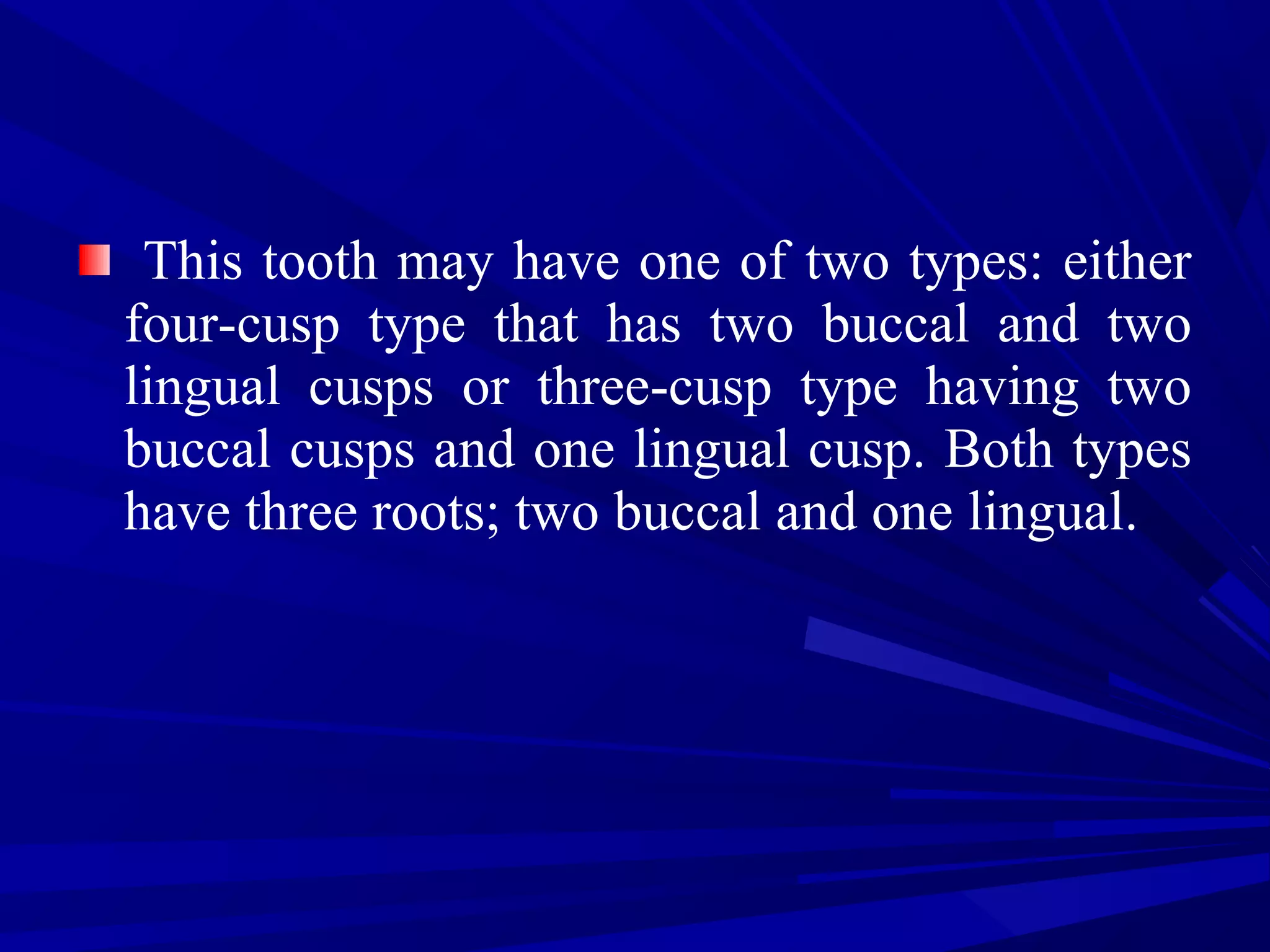 This tooth may have one of two types: either
four-cusp type that has two buccal and two
lingual cusps or three-cusp type having two
buccal cusps and one lingual cusp. Both types
have three roots; two buccal and one lingual.
 
