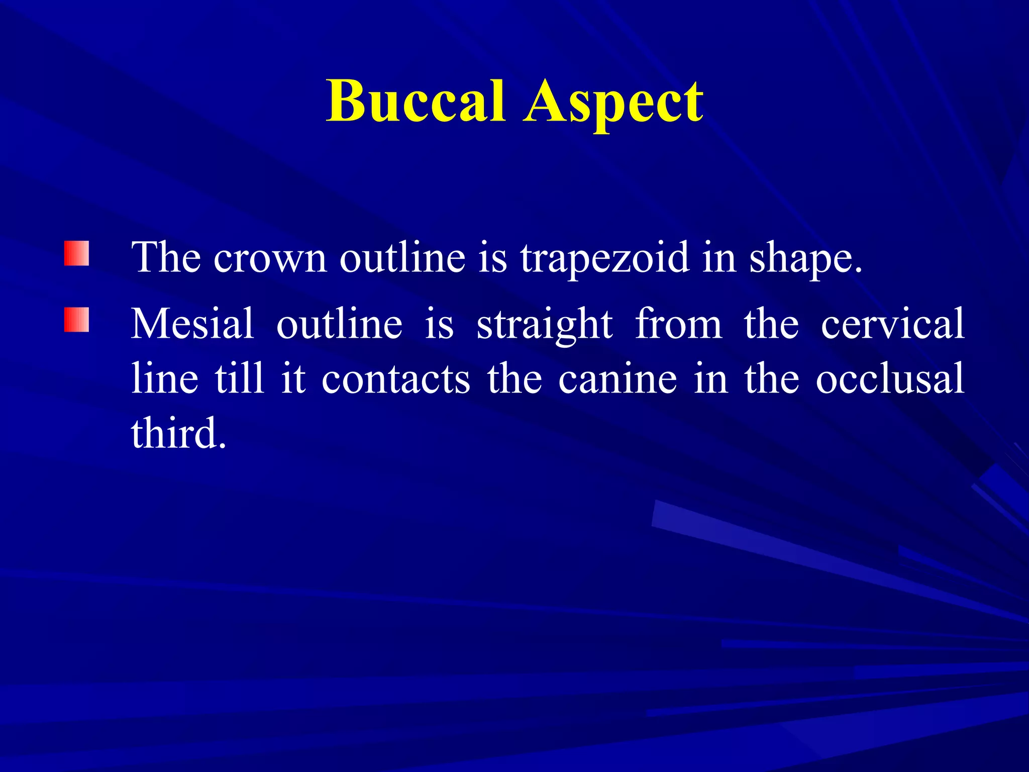 Buccal Aspect
The crown outline is trapezoid in shape.
Mesial outline is straight from the cervical
line till it contacts the canine in the occlusal
third.
 