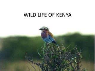 WILD LIFE OF KENYA
 