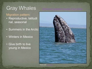 Monarch ButterfliesMake a two-month, 2000 mile journey 