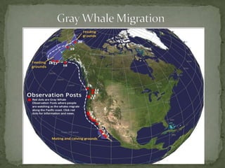 Migrate from Canada and the U.S. to their wintering site in Mexico in Fall