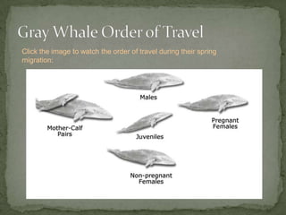 Migrate from Mexico to US/Canada in SpringImage creditPhoto credit:  Pablo Leautaud-/