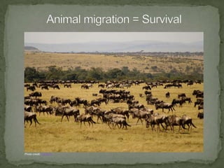 Monarch Migration Seasonal and LatitudinalCanada and United States in Spring and SummerMexico in Fall and WinterPhoto credits: jndaycoulterand alexds