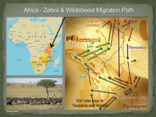 Millions of Monarchs in Mexico!Cascading Monarch Butterflies by monarchwatch
