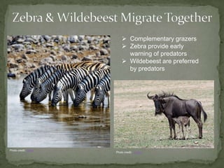 Gray WhalesAmerican Cetacean Society Fact SheetMigration pattern:Reproductive, latitudinal, seasonal