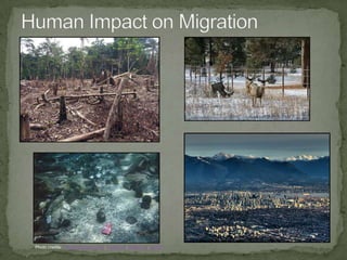 Gray Whale Migration