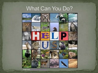 Gray Whale Order of TravelClick the image to watch the order of travel during their spring migration: