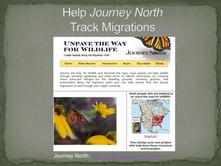 Animal migration = SurvivalPhoto credit:  bigyahu