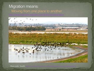 Why and who studies migrations?