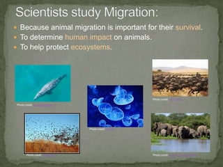 Are there different types of migration?
