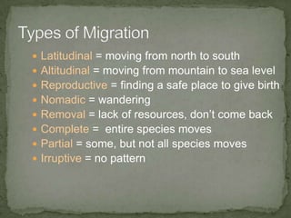 How do humans impact animal migration?