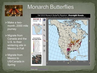 Scientists study Migration:Because animal migration is important for their survival.To determine human impact on animals.To help protect ecosystems.Photo credit:  t2min4t0rPhoto credit: charleschandlerPhoto credit: TopytiPhoto credit: moonjazzPhoto credit: Arno & Louise Wildlife