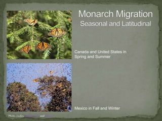 Latitudinal = moving from north to southAltitudinal= moving from mountain to sea levelReproductive = finding a safe place to give birthNomadic = wanderingRemoval = lack of resources, don’t come backComplete =  entire species movesPartial = some, but not all species movesIrruptive = no patternTypes of Migration