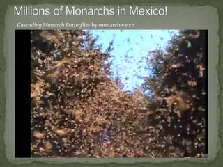 Seasonal Migration ExamplesImage creditVisit Journey North-- a global study of wildlife migration and seasonal change.