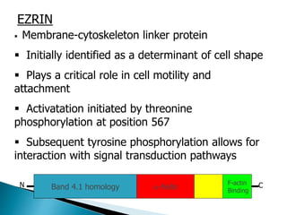 EZRIN
 Membrane-cytoskeleton linker protein
 Initially identified as a determinant of cell shape
 Plays a critical role in cell motility and
attachment
 Activatation initiated by threonine
phosphorylation at position 567
 Subsequent tyrosine phosphorylation allows for
interaction with signal transduction pathways
Band 4.1 homology a-helixN C
Y143 T567Y353
F-actin
Binding
 