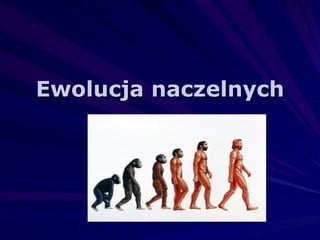 Ewolucja naczelnych 