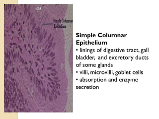 Simple Columnar
Epithelium
• linings of digestive tract, gall
bladder, and excretory ducts
of some glands
• villi, microvilli, goblet cells
• absorption and enzyme
secretion
 