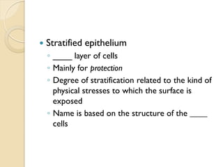  Stratified epithelium
◦ ____ layer of cells
◦ Mainly for protection
◦ Degree of stratification related to the kind of
physical stresses to which the surface is
exposed
◦ Name is based on the structure of the ____
cells
 
