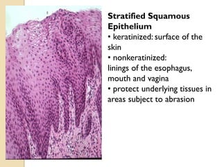 Stratified Squamous
Epithelium
• keratinized: surface of the
skin
• nonkeratinized:
linings of the esophagus,
mouth and vagina
• protect underlying tissues in
areas subject to abrasion
 