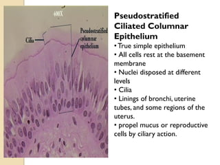 Pseudostratified
Ciliated Columnar
Epithelium
•True simple epithelium
• All cells rest at the basement
membrane
• Nuclei disposed at different
levels
• Cilia
• Linings of bronchi, uterine
tubes, and some regions of the
uterus.
• propel mucus or reproductive
cells by ciliary action.
 