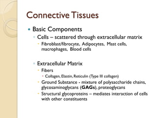 Connective Tissues
 Basic Components
◦ Cells – scattered through extracellular matrix
 Fibroblast/fibrocyte, Adipocytes, Mast cells,
macrophages, Blood cells
◦ Extracellular Matrix
 Fibers
 Collagen, Elastin, Reticulin (Type III collagen)
 Ground Substance - mixture of polysaccharide chains,
glycosaminoglycans (GAGs), proteoglycans
 Structural glycoproteins – mediates interaction of cells
with other constituents
 