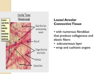 Loose/ Areolar
ConnectiveTissue
• with numerous fibroblast
that produce collagenous and
elastic fibers
• subcutaneous layer
• wrap and cushions organs
 