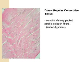 Dense Regular Connective
Tissue
• contains densely packed
parallel collagen fibers
• tendon, ligaments
 