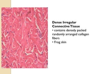 Dense Irregular
ConnectiveTissue
• contains densely packed
randomly arranged collagen
fibers
• Frog skin
 