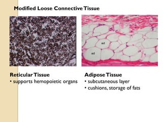 Modified Loose ConnectiveTissue
AdiposeTissue
• subcutaneous layer
• cushions, storage of fats
ReticularTissue
• supports hemopoietic organs
 
