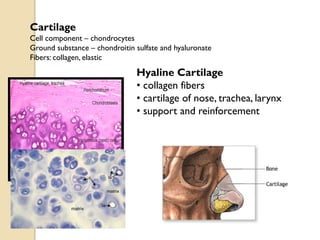 Cartilage
Cell component – chondrocytes
Ground substance – chondroitin sulfate and hyaluronate
Fibers: collagen, elastic
Hyaline Cartilage
• collagen fibers
• cartilage of nose, trachea, larynx
• support and reinforcement
 